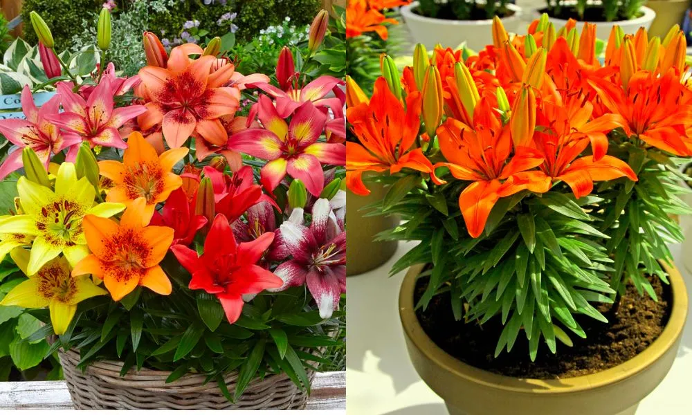 Thời điểm trồng hoa ly Tết 2026 để ra hoa kịp Tết