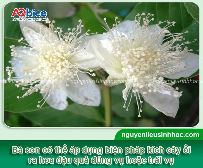 Cách làm cho cây ổi ra hoa đồng loạt, thu hoạch quả năng suất cao