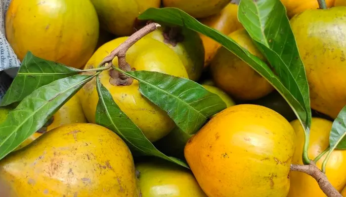 Thu hoạch quả lê ki ma khi đạt độ chín chuẩn