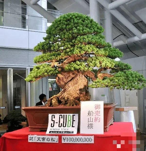 Cây thông bonsai khổng lồ Takamatsu giá 1,2 triệu bảng Anh. Ảnh bonsai2u