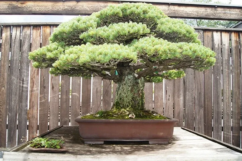 Cây thông bonsai Yamaki này có giá trị khoảng 1 triệu bảng Anh (gần 1,3 triệu USD). Ảnh bonsai2u