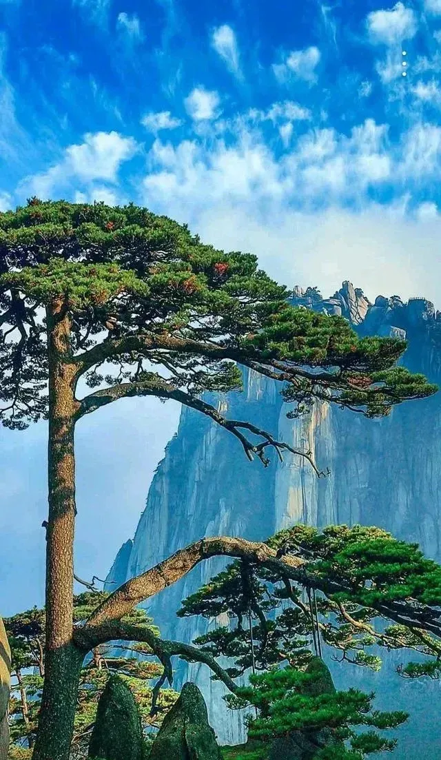 Cây thông ngoài thiên nhiên khá cao lớn, thường mọc ở vách núi cheo leo. Ảnh minh họa Toutiao