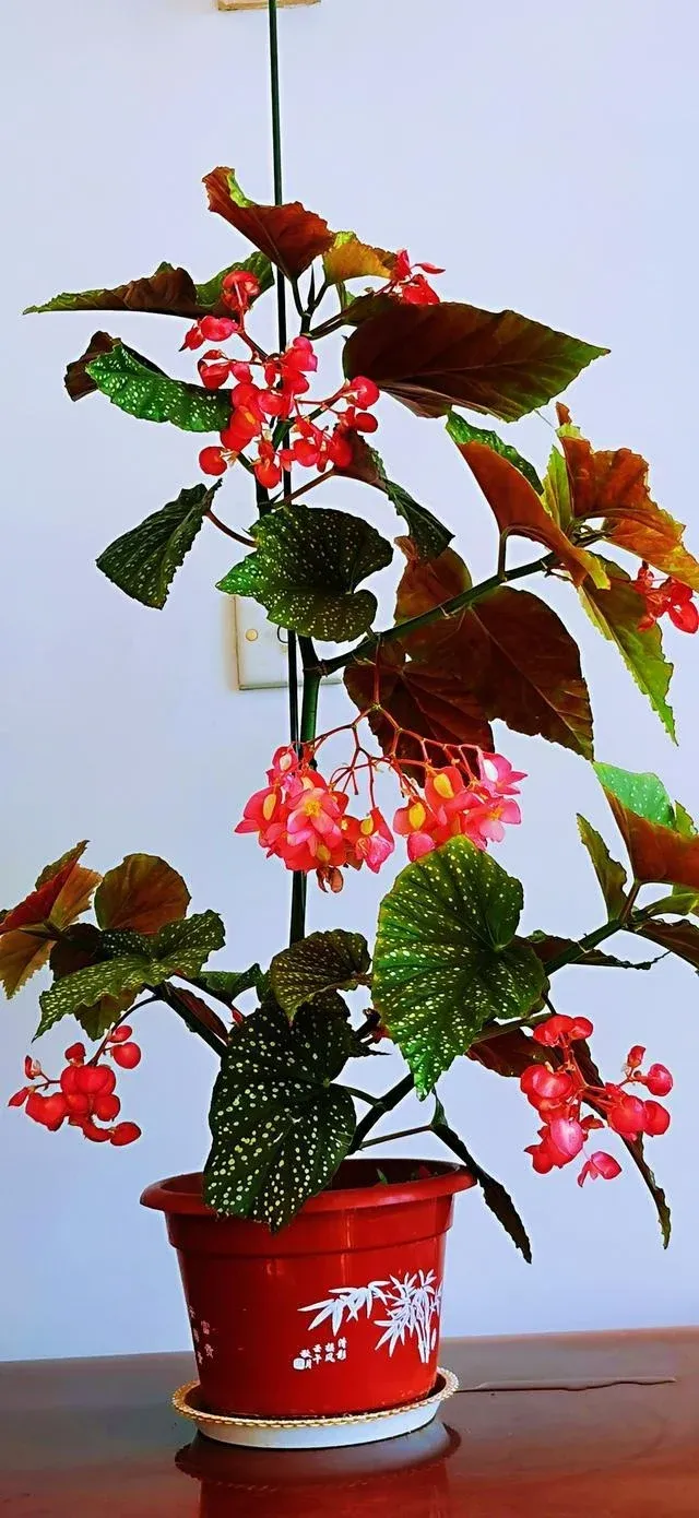 Thu hải đường chấm bi