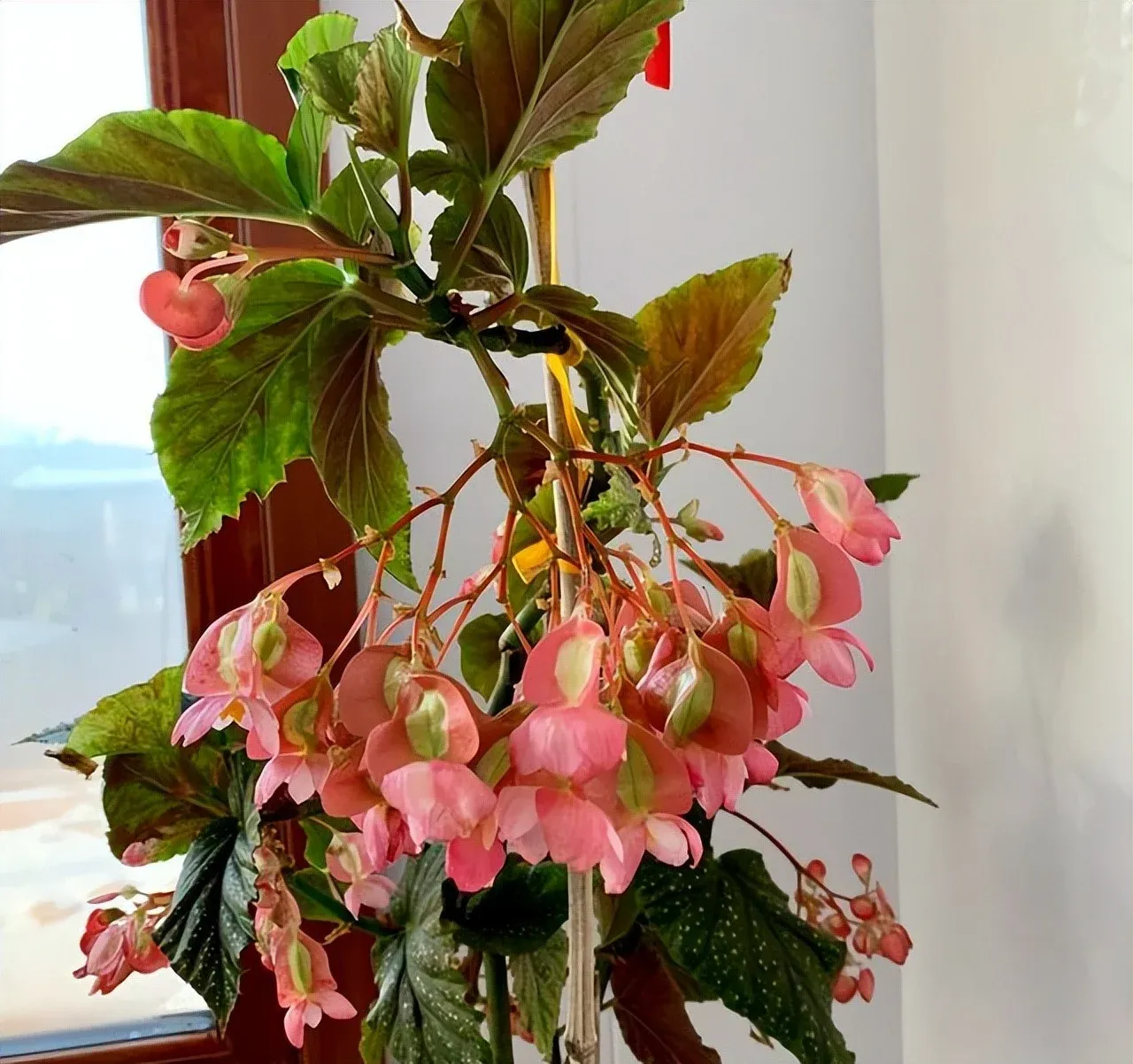 Thu hải đường chấm bi nở hoa