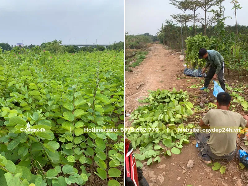 Thợ vườn đang thu hoạch từng cây giống Ban Tím tại vườn ươm