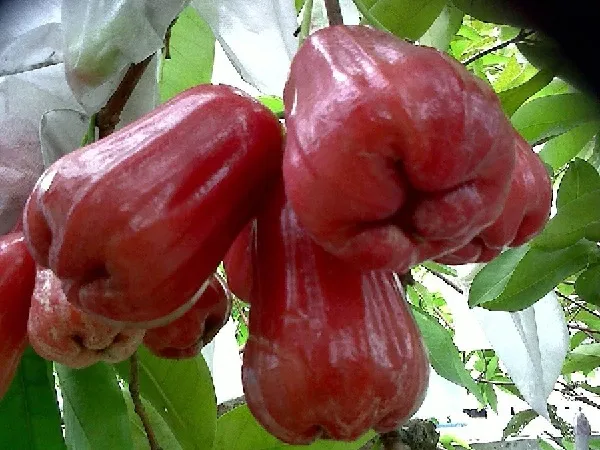 Thu hoạch quả mận