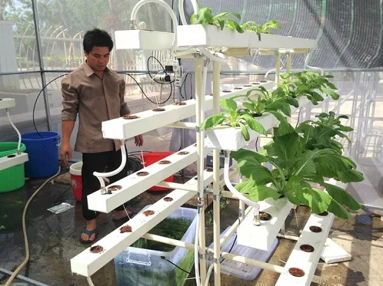 Bạn cần vệ sinh rọ thủy canh ngay khi thu hoạch đúng cách