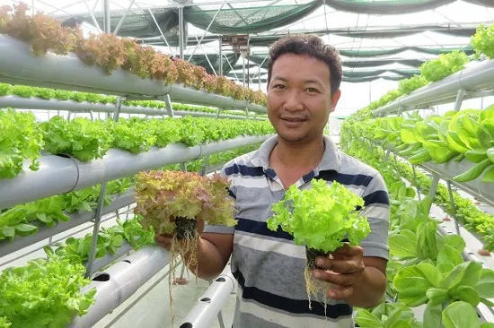 Tùy theo từng loại rau mà ta sẽ có các cách thu hoạch khác nhau