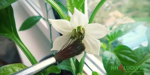 Thụ phấn cho cây ớt