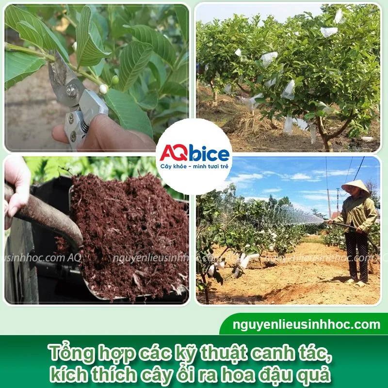 Cách làm cho cây ổi ra hoa đồng loạt, thu hoạch quả năng suất cao