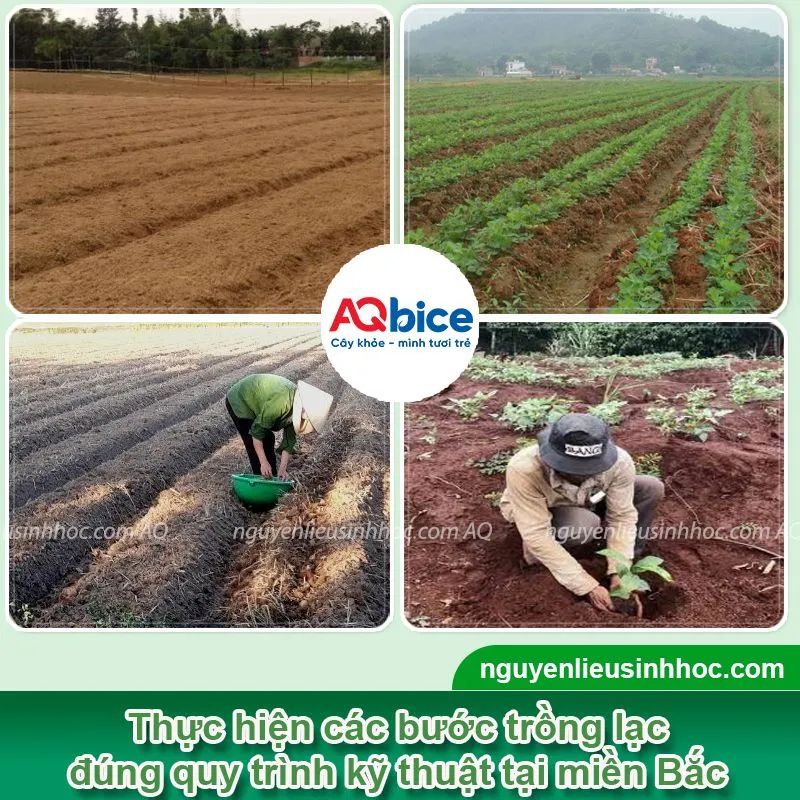 Thời vụ trồng lạc ở miền Bắc cho củ to, năng suất cao