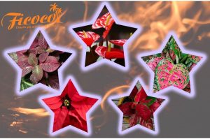 THỰC HƯ MỆNH HOẢ TRỒNG CÂY SẼ CHẾT?