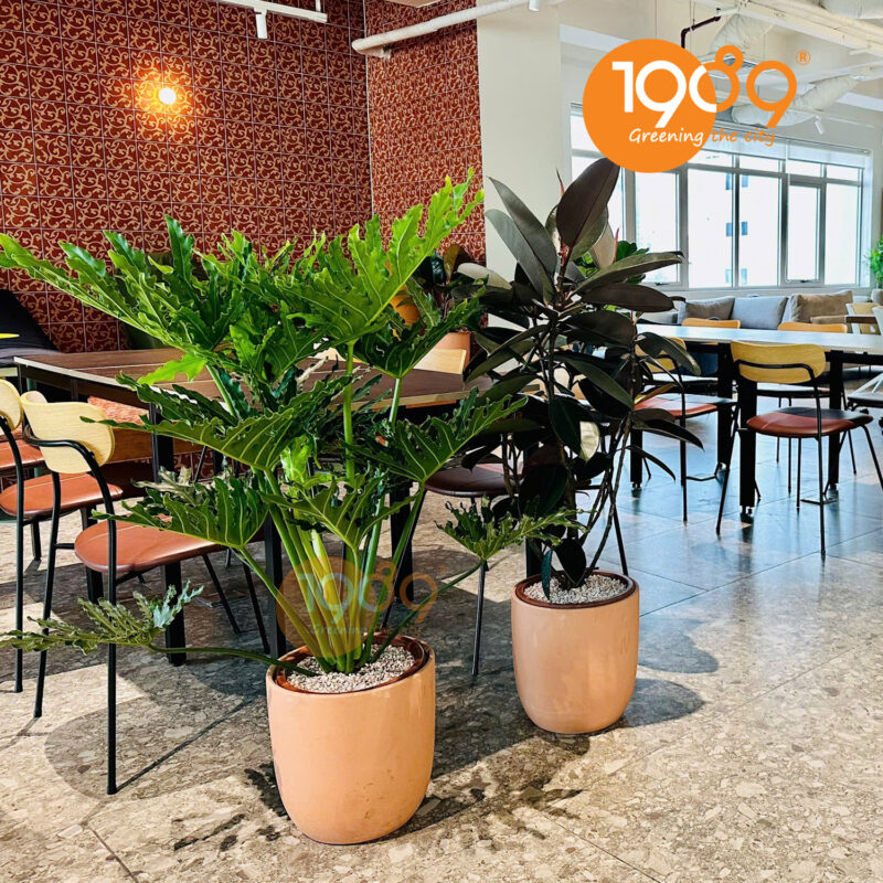 Cây Tài Lộc Để Trong Nhà: Chọn Cây Hợp Mệnh Thổ Mang Vượng Khí