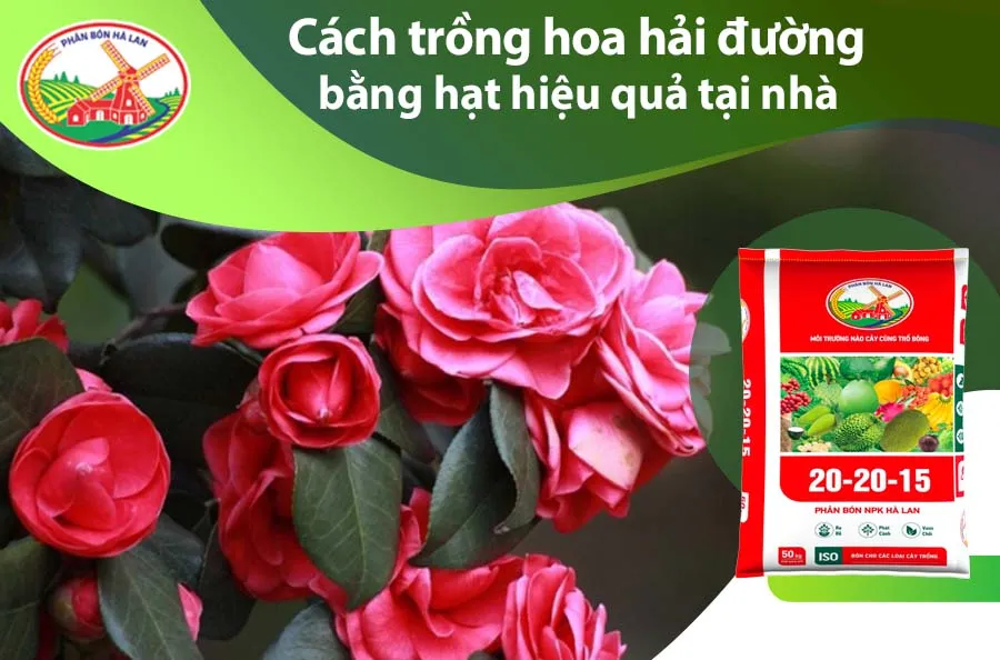 cách trồng hoa hải đường