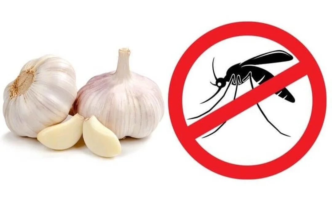thuốc diệt côn trùng sinh học tự pha từ thảo mộc cần thử trước diện hẹp