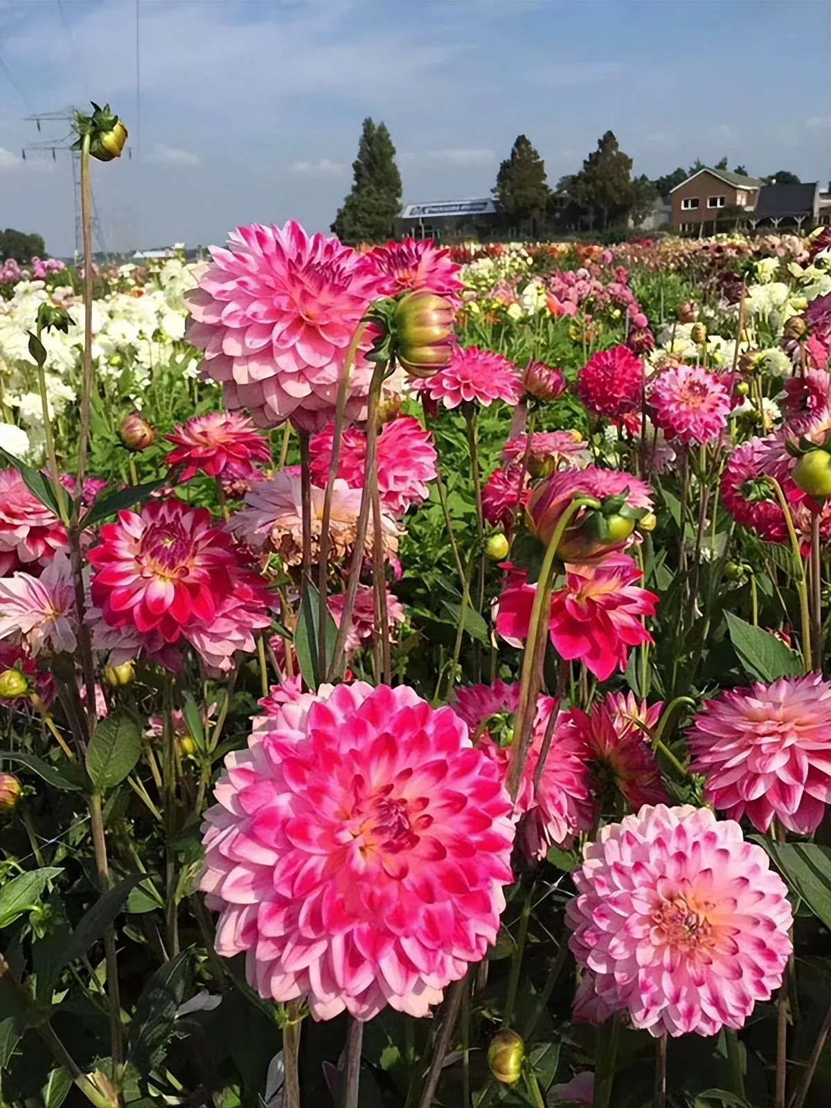 Thược dược (Dahlias) là cây cảnh phổ biến trong cuộc sống cổ xưa, được nhiều người yêu thích.