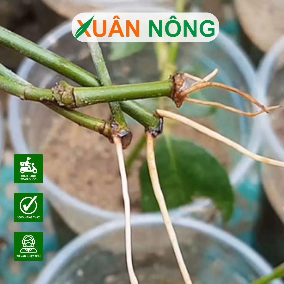 Cây phát triển xanh tốt nhờ bộ rễ khỏe mạnh và được chăm sóc đúng cách