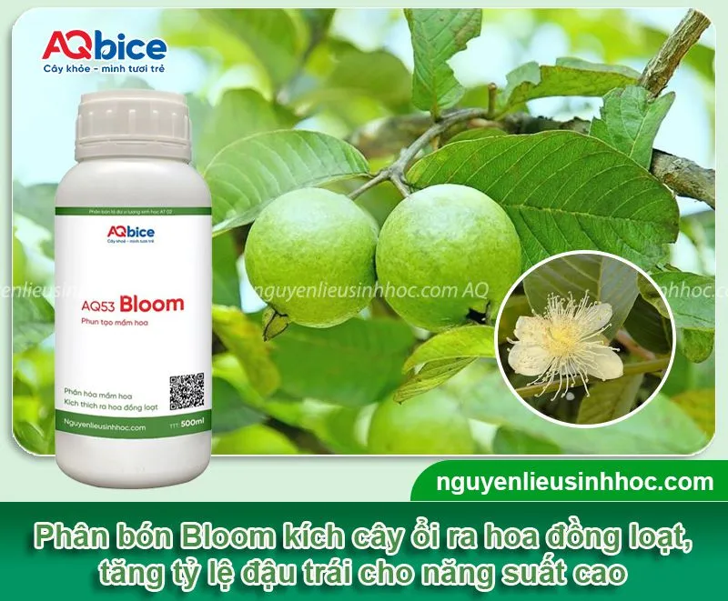 Cách làm cho cây ổi ra hoa đồng loạt, thu hoạch quả năng suất cao