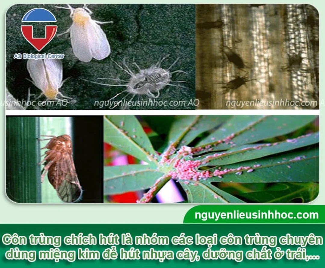 thuốc trị côn trùng chích hút - hình minh họa 1 thuốc trị côn trùng chích hút - hình minh họa 1