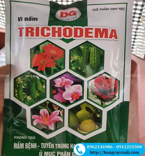 Vi Nấm Trichoderma