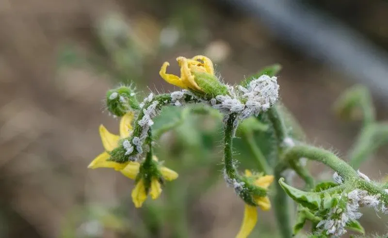 thuoc-tri-rep-sap-neem-chili-tren-cay-ca-chua