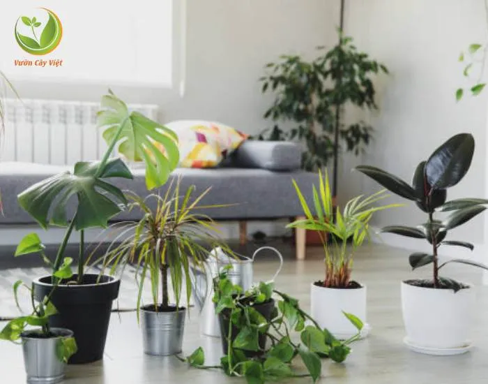 Bổ sung dinh dưỡng cho cây cảnh trong nhà