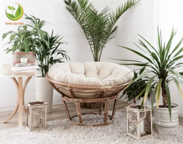 Cắt tỉa cây cảnh trong nhà thường xuyên