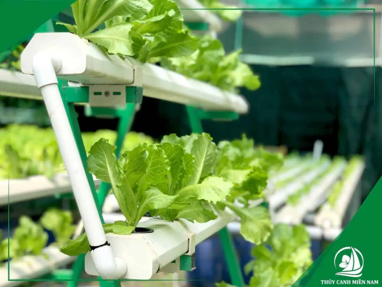 Mô hình trồng rau thủy canh hồi lưu tại nhà phố hiện đại năm 2026