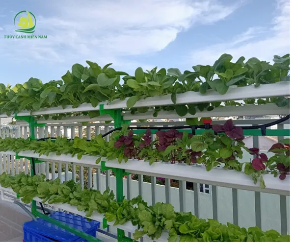 Hệ thống giàn thuỷ canh hồi lưu lắp đặt tại ban công chung cư mang lại năng suất rau xanh vượt trội