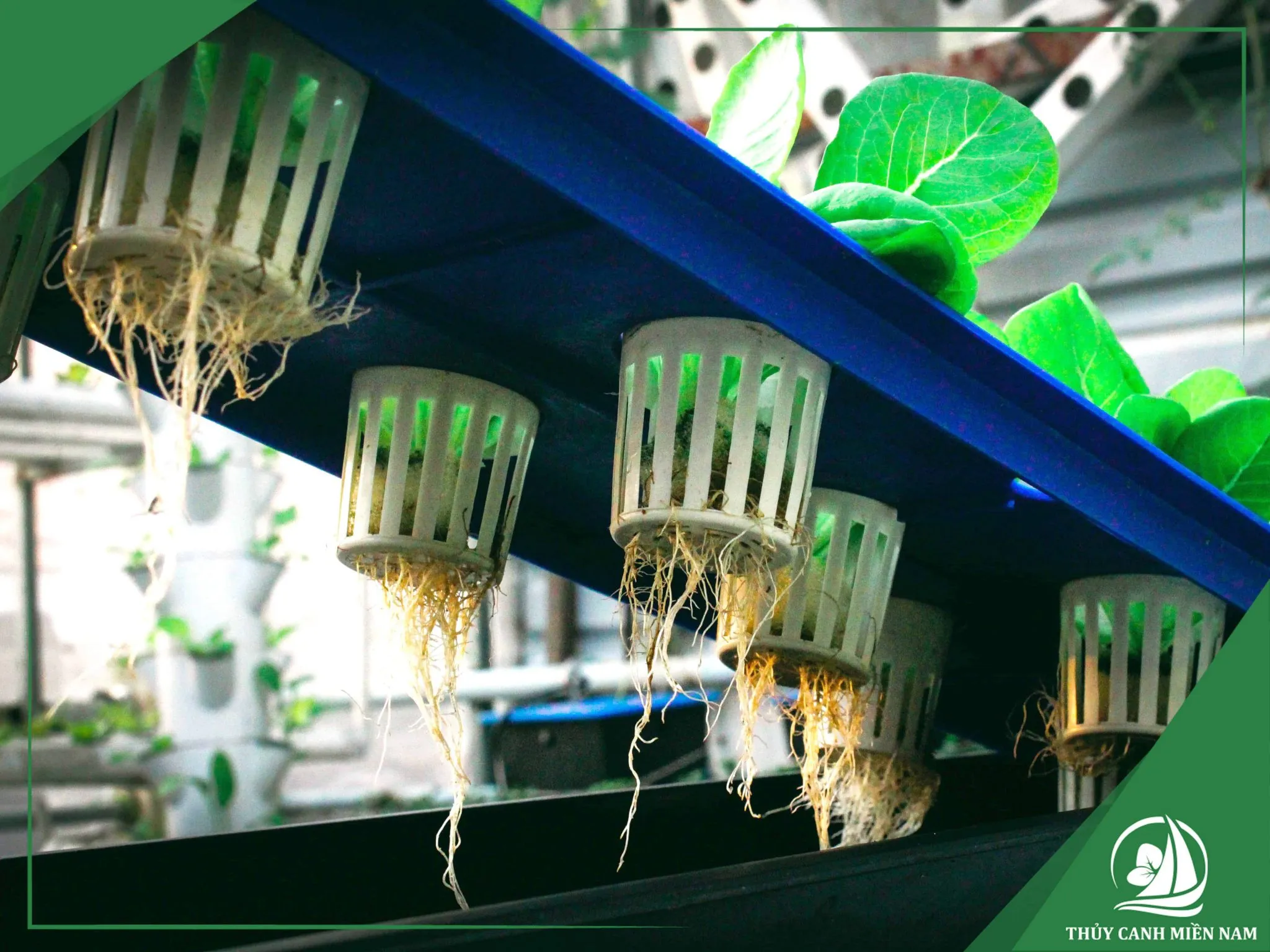 Thủy canh tĩnh giúp hạn chế tác động của môi trường đến cây trồng