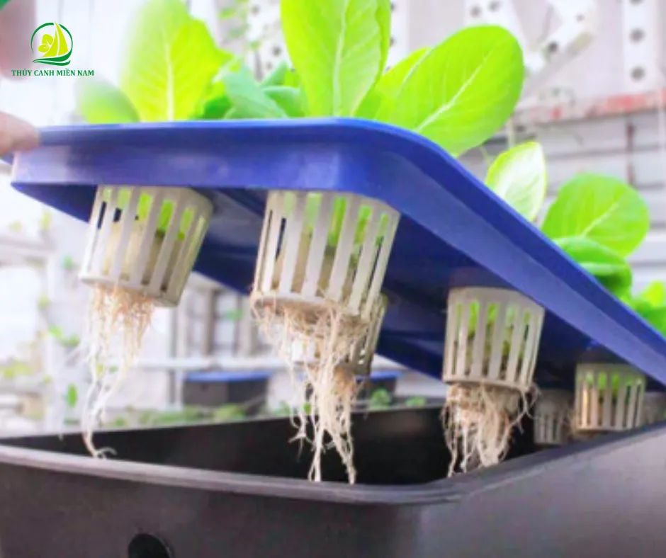 Mô hình trồng rau thủy canh tĩnh đơn giản sử dụng thùng xốp phù hợp cho người mới bắt đầu
