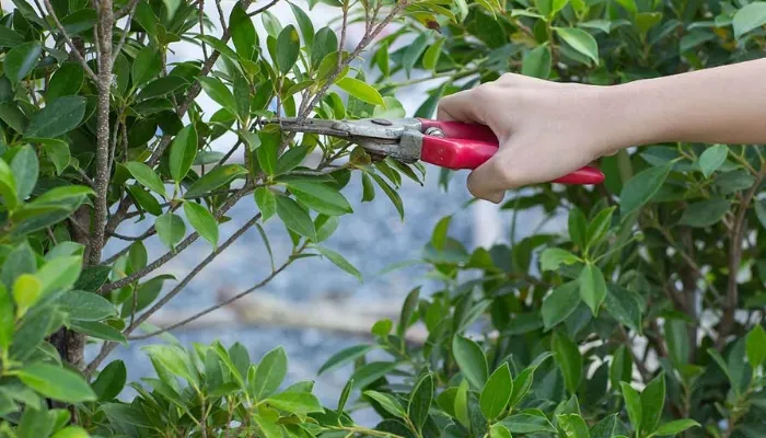 Tỉa cành, lá và tạo hình cho cây hoa hải đường