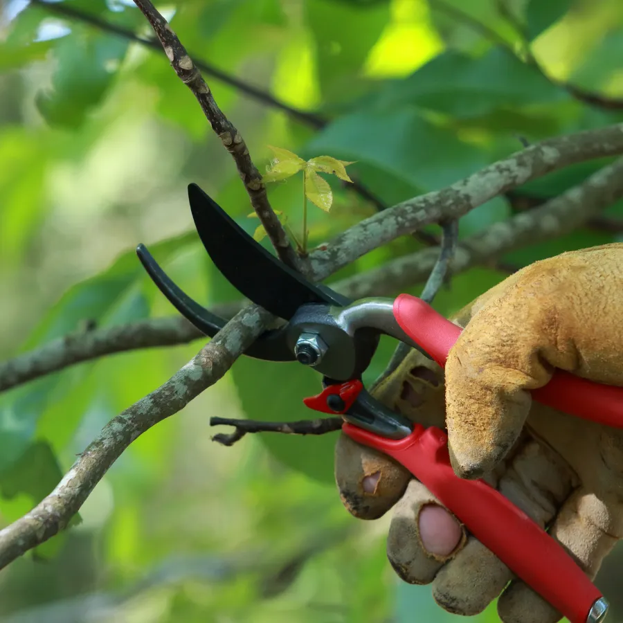 Mô tả hình ảnh quy trình chăm sóc cây chuyên sâu