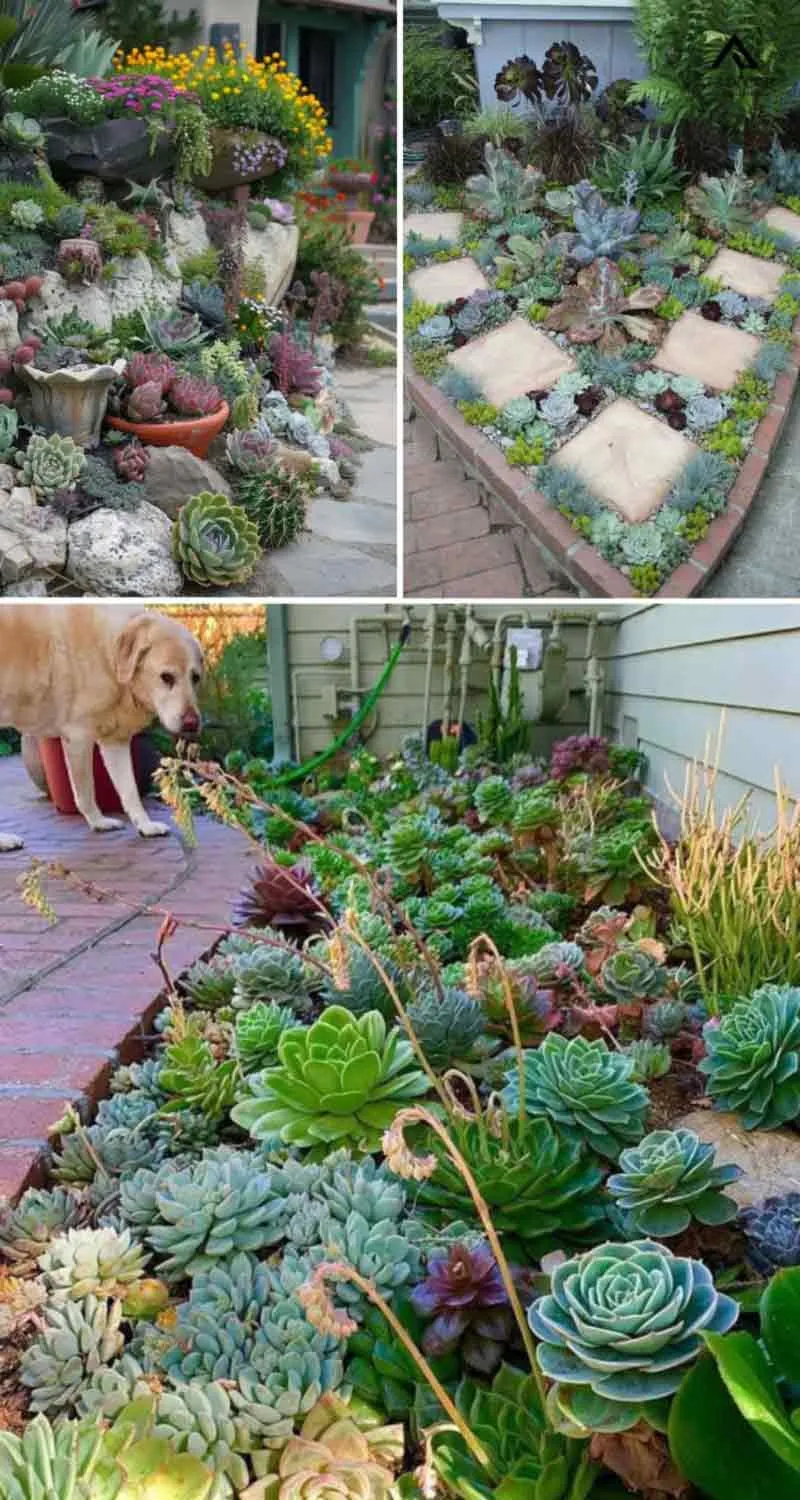 Tiểu cảnh sen đá sân vườn góp phần tạo nên nét sống động và xinh tươi cho không gian