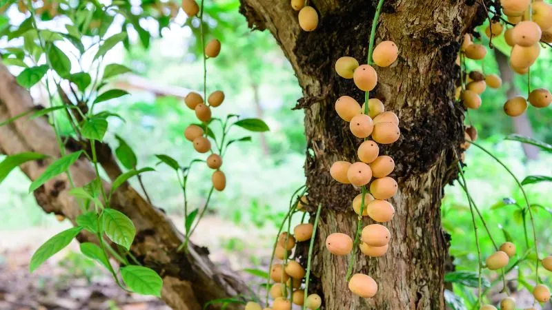 Dâu da có 2 loại là vàng và đỏ