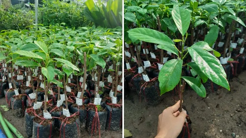 Cách trồng cây dâu da tại nhà