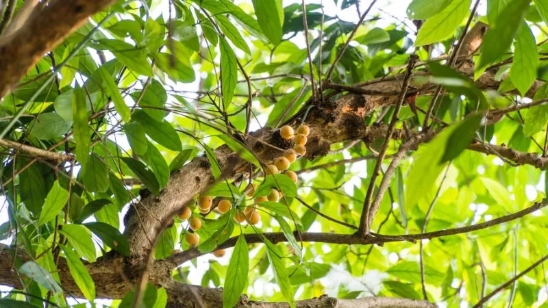 Tưới nước đầy đủ cho cây