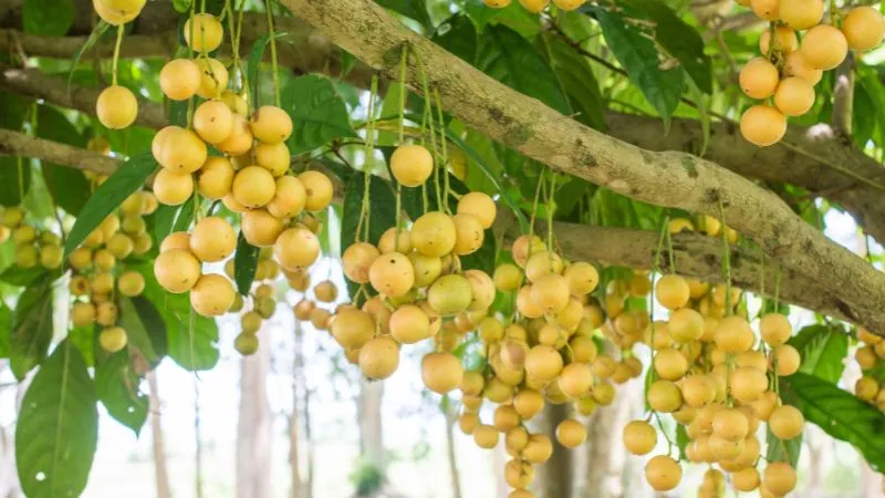 Lưu ý khi trồng và chăm sóc cây dâu da