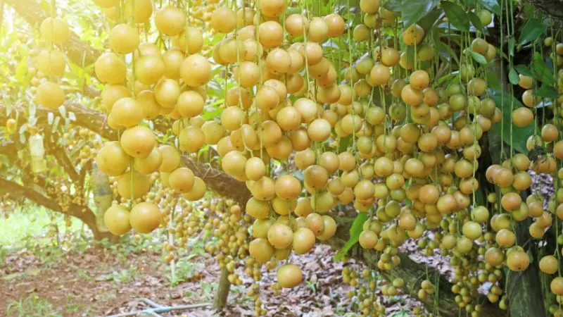 Cây dâu da dưới ánh nắng