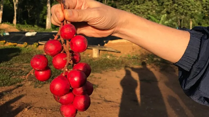 Dâu da đỏ bắt mắt