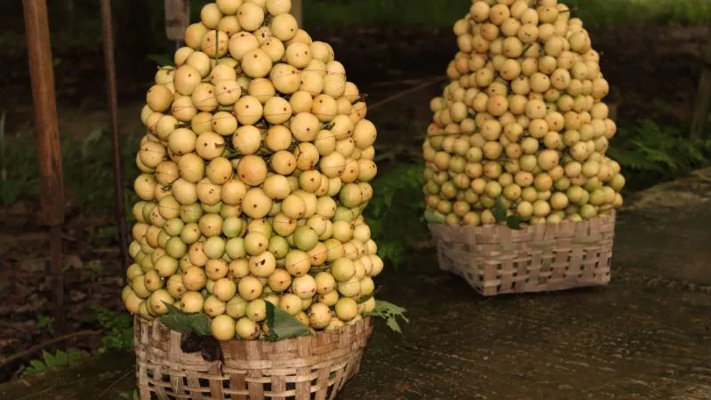 Dâu da được xếp chùm to