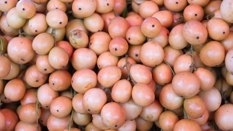 Dâu da đỏ sắp chín