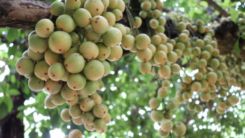 Dâu da vàng còn sống