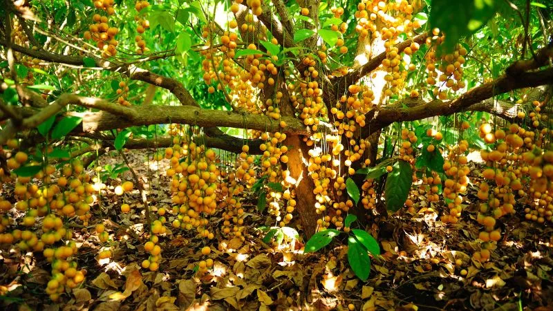 Cây dâu da vàng say trĩu quả