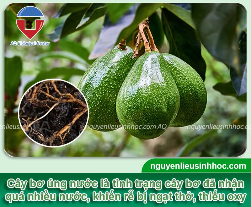 Cách Khắc Phục Cây Bị Úng Nước Hiệu Quả Nhất