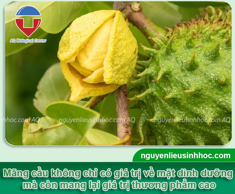 Hướng Dẫn Chi Tiết: cách chiết cây hương thảo Nhân Giống Thành Công Tại Nhà