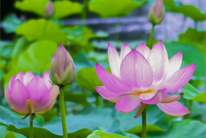 Tìm hiểu về hoa sen và cách trồng