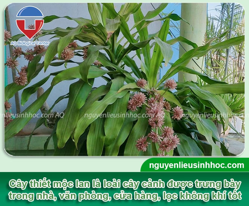 Hoa Cây Thiết Mộc Lan: Bí Quyết Trồng Và Chăm Sóc Tại Nhà