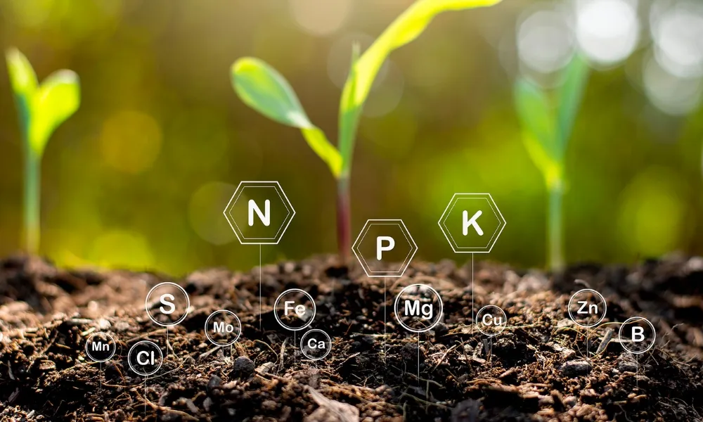 Chứa các dưỡng chất như đạm, lân, kali