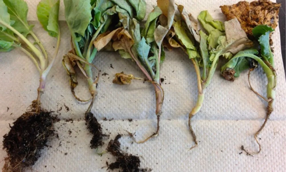 Hạn chế nấm bệnh, côn trùng gây đứt rễ